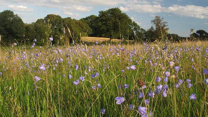 Birches Farm Nature Reserve view of wildflower meadows