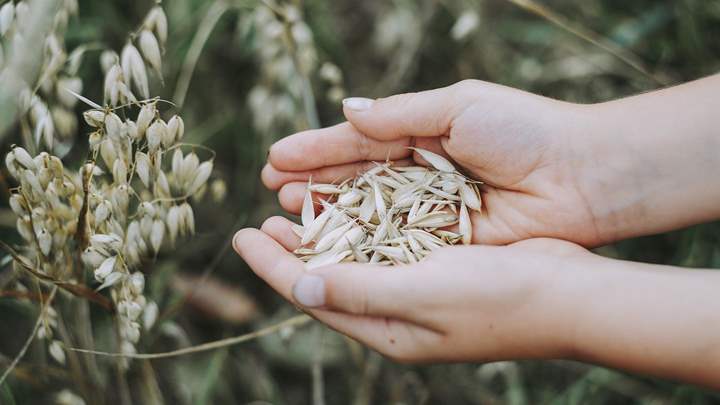 Handful of oats