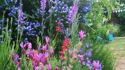 Garden flowers for wildlife