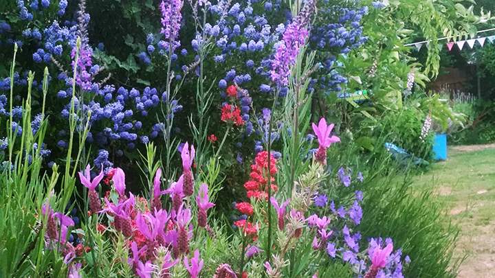 Garden flowers for wildlife