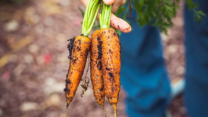 Carrots just pulled from the garden