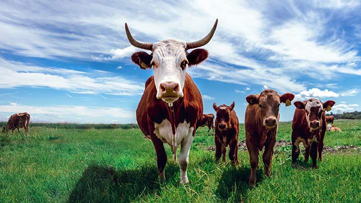 Cows in a field looking into camera