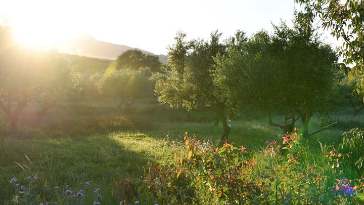 Orchard in sunshine with wild flowers