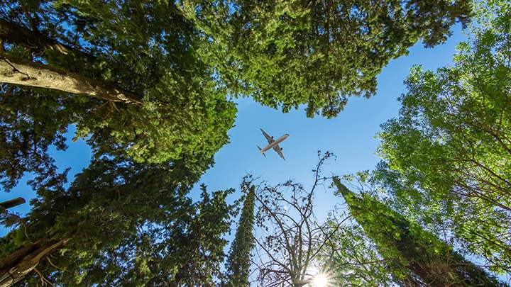 Looking up through trees to an aeroplane in the sky