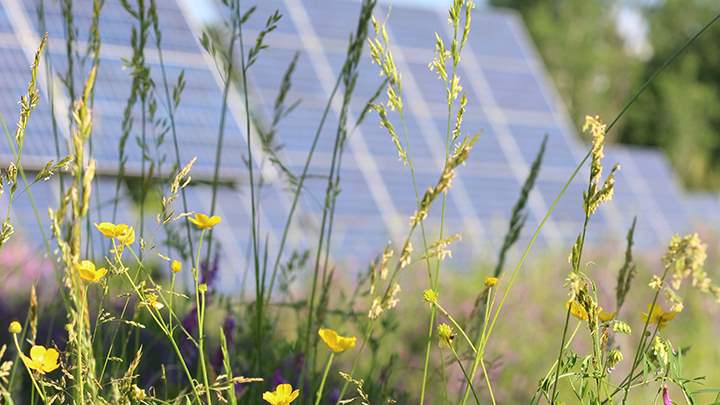 Wildflowers with solar panels in background