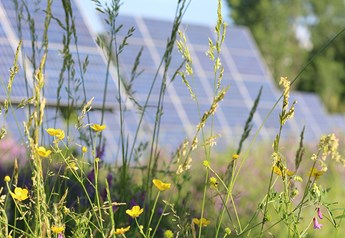 Solar panels and wildflowers