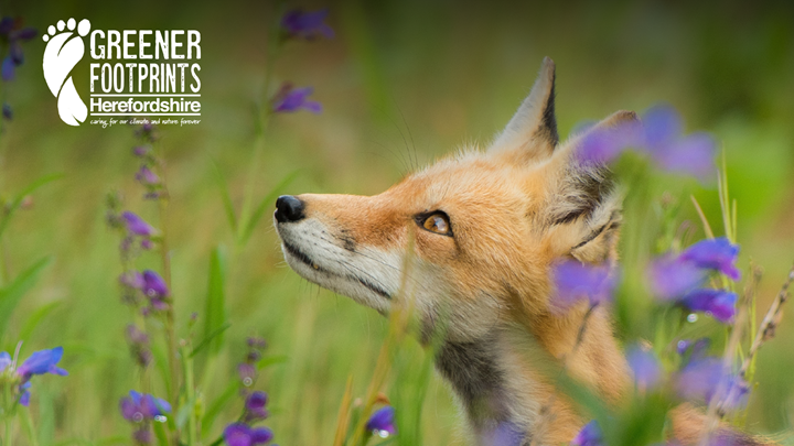 Carbon workout for your garden, Fox amongst flowers looking up at the Greener Footprints logo