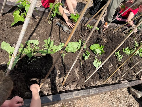 Children reach into raised bed to plant vegetables