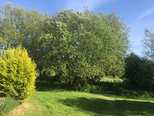 Lemon-scented conifer and tall crack willows