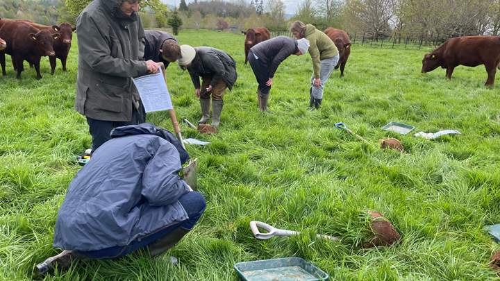 A group stand and kneel in a grassy field surrounded by cows