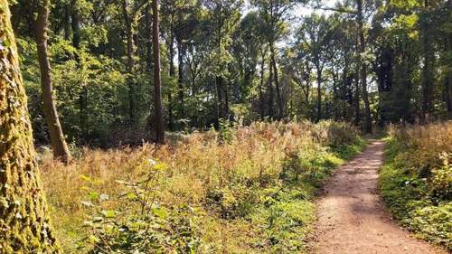 Queenswood woodland with walking trail