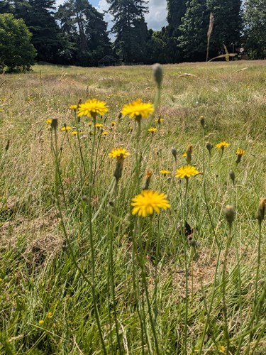 Flowers in a open grass land