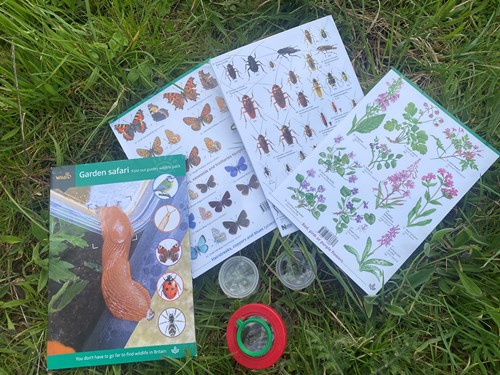 Books and illustrations about insects and plants