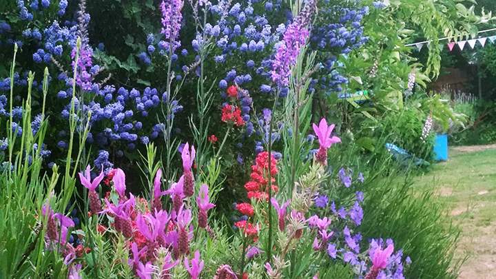 Garden For Carbon And Wildlife (1)