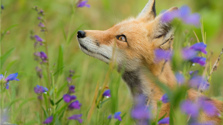 Fox in the flower garden